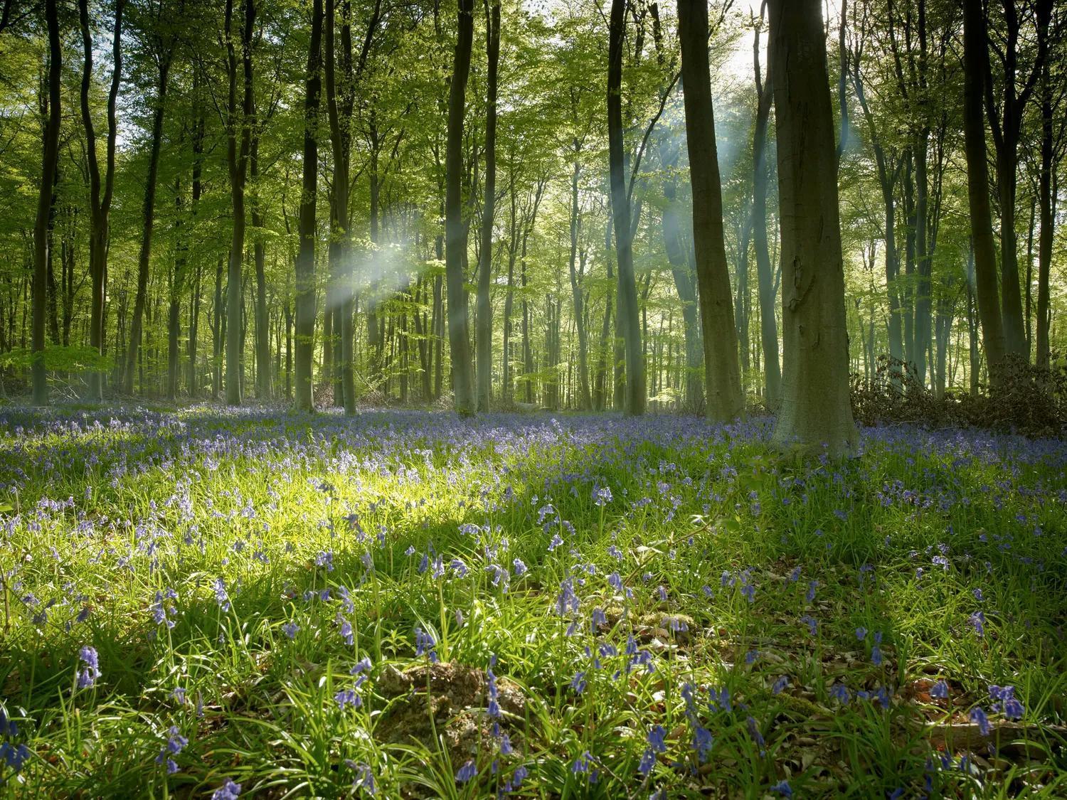 Blackwood Forest Cabins - Forest Holidays Popham Zewnętrze zdjęcie